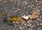 DSC_1450-56.jpg
